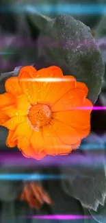 Vibrant orange flower with water droplets in dynamic background.