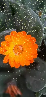 Orange marigold flower with dew drops on green leaves.