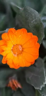 Vibrant orange flower with dewdrops against green leaves on mobile wallpaper.