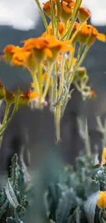 Vibrant orange flowers with a muted natural background.