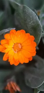 Close-up of vibrant orange flower with dew on petals.