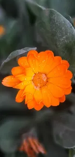 Close-up of a vibrant orange flower with green leaves background.