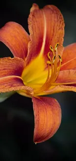 Vibrant orange flower on dark background, mobile wallpaper.