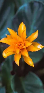 Vibrant orange flower with green leaves wallpaper.