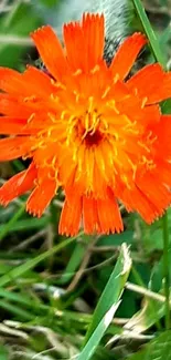 Bright orange flower with green grass background for mobile wallpaper.