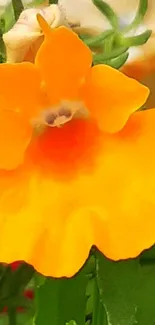 Vibrant orange flower with green leaves background.