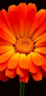 Bright orange flower against a dark background.