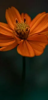 Mobile wallpaper featuring a vibrant orange flower on a dark background.