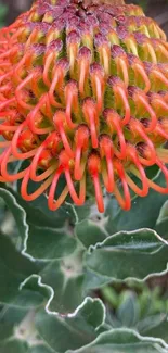 Close-up of a vibrant orange flower with spiral pattern.