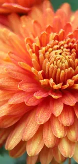 Close-up of a vibrant orange chrysanthemum with detailed petals.