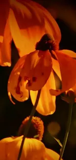 Vibrant orange flowers glowing in sunlight. Perfect mobile wallpaper.