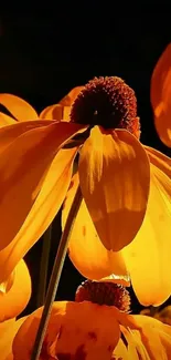 Close-up of vibrant orange petals in warm sunlight, perfect as a floral wallpaper.