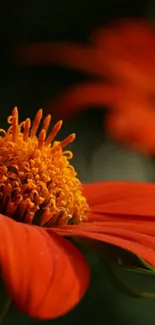 Close-up of a vibrant orange flower with intricate petal details.