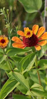 Orange flowers with green leaves mobile wallpaper.