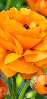 Close-up of a vibrant orange flower with green foliage background.