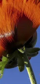 Close-up of an orange poppy flower against a clear blue sky.