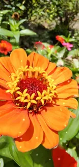 Close-up of a vibrant orange zinnia with colorful floral background.