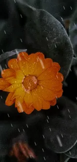 Orange flower with dewdrops on green leaves background.