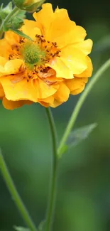 Mobile wallpaper with an orange flower on a green backdrop.