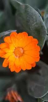 Vibrant orange marigold flower with dewdrops on green leaves.