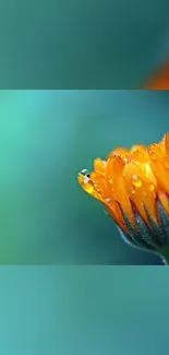 Orange flower with droplets on a teal background.