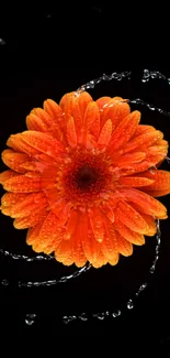 Orange flower with water droplets on black background.