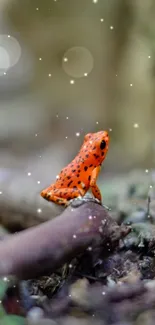 A vibrant orange frog sits on a forest floor, surrounded by earthy tones.