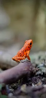 Orange frog sitting on forest branch, vibrant nature wallpaper.