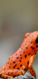 Close-up of a vibrant orange frog on a forest floor.