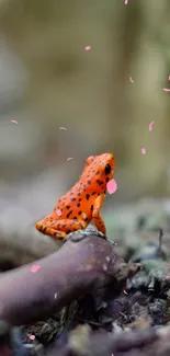 Vibrant orange frog on a forest floor wallpaper.