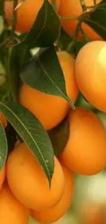 Bright orange fruits with green leaves on a branch, perfect for mobile wallpaper.