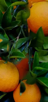 Oranges with green leaves on tree, vibrant wallpaper.