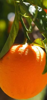 Close-up of a vibrant orange with green leaves.