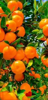 Orange fruits on a tree with lush green leaves under a bright sky.