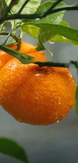 Close-up of an orange fruit with green leaves.