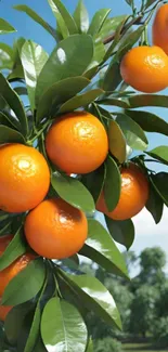 Orange fruits hanging amidst green leaves.