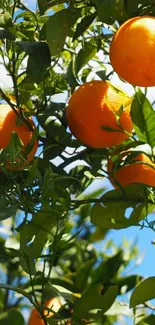 Orange grove with ripe fruits and green leaves under a bright blue sky.