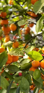 Orange trees with lush green leaves in sunlight.