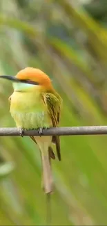 Orange-headed bee-eater perched on a branch with a blurred green background.