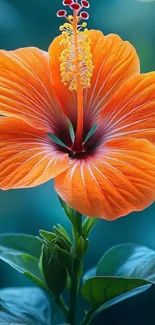 Vibrant orange hibiscus flower with teal background.
