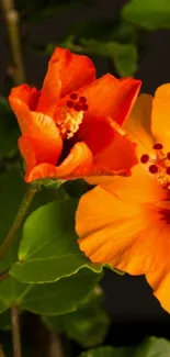 Vibrant orange hibiscus flowers with lush green leaves.