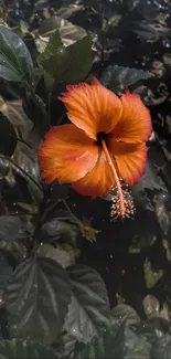 Vibrant orange hibiscus flower amidst lush green leaves.