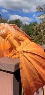 Orange iguana basking on a wooden railing in sunlight.