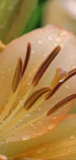 Orange lily with dewdrops and lush green background.