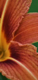 Close-up of a vibrant orange lily flower with green background.