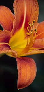 Close-up of a vibrant orange lily blossom with detailed petals.