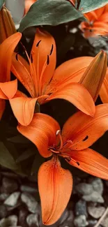 Close-up of vibrant orange lilies in full bloom amidst green leaves.