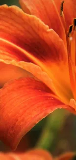 Close-up of a vibrant orange lily with detailed petals.