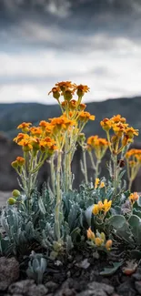 Orange flowers bloom with mountains in the background.