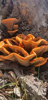 Orange mushrooms on a rustic woodland background.